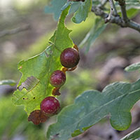 gall Cynips quercusfolii